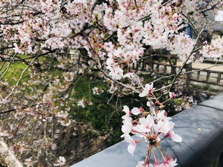 川と桜 桜,花,植物の写真素材