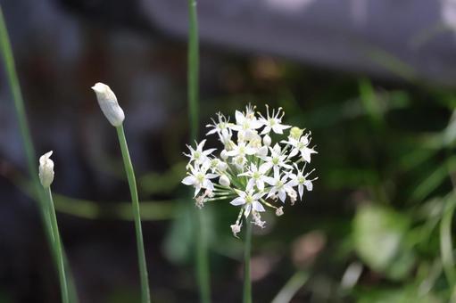 白いにらの花のアップ 白いにらの花のアップ 白い,花びら,にらの花の写真素材