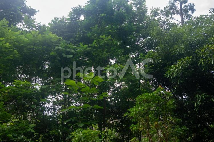 木立　樹林 自然,植物,木立の写真素材