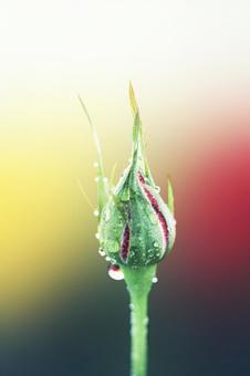 Photo, roses, flower, red, 