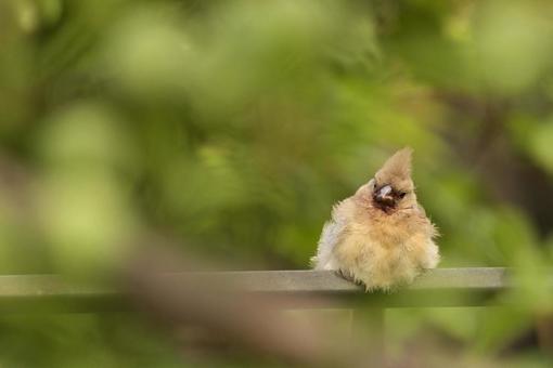 Cardinal juvenile, JPG Cardinal juvenile, JPG