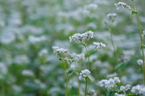 蕎麦の花 蕎麦の花,蕎麦,白い花の写真素材