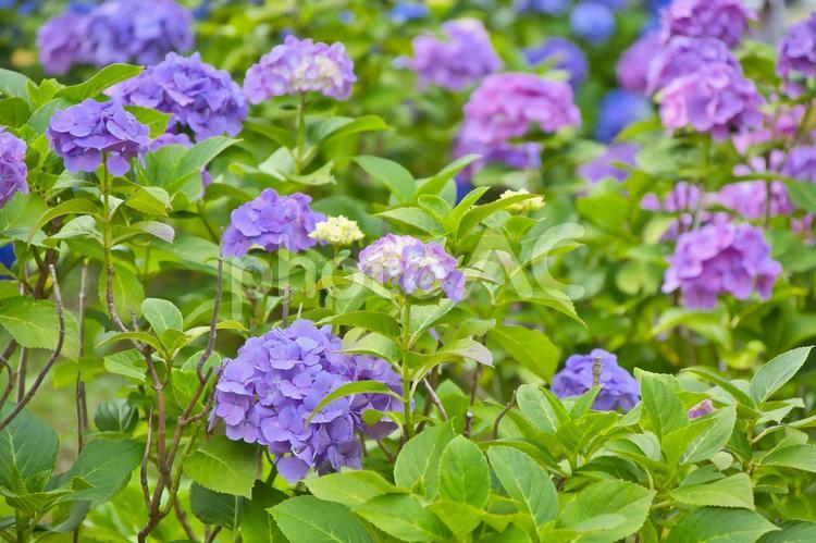 色とりどりのアジサイ 紫陽花,アジサイ,あじさいの写真素材