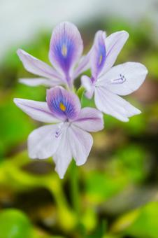 布袋葵の花 布袋葵の花 ホテイアオイ,布袋葵,水草の写真素材