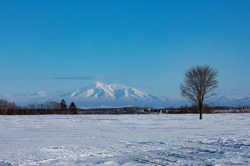 斜里岳と一本の木 一本の木,青空,雪山の写真素材