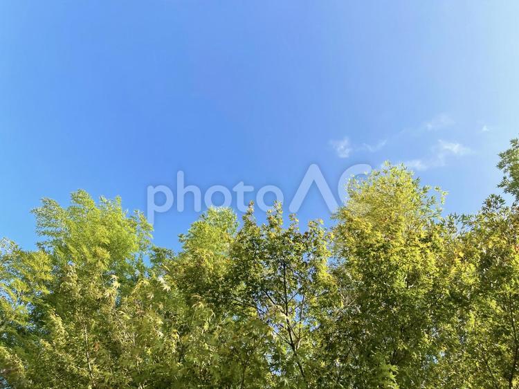 青空に光る太陽の光と若葉のもみじ・カエデ もみじ,カエデ,若葉の写真素材
