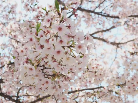 桜 満開 春 日本 自然 風景 桜 満開 春 日本 自然 風景の写真