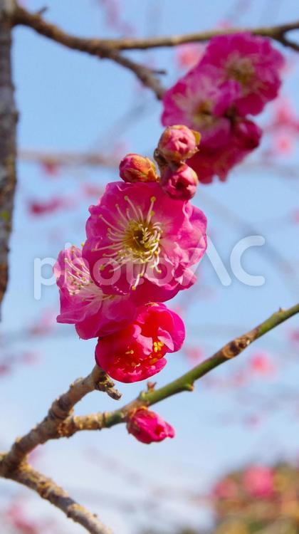 梅の花のズームアップ（八重寒梅） 梅の花,梅,赤色の写真素材