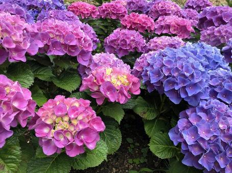 あじさいの花 あじさいの花の写真
