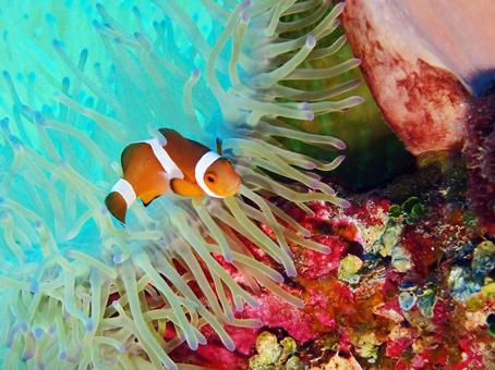 カクレクマノミ クマノミ,ダイビング,海の写真素材