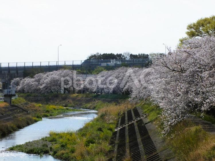 橋まで続く桜並木は満開のトンネル 桜,桜トンネル,トンネルの写真素材