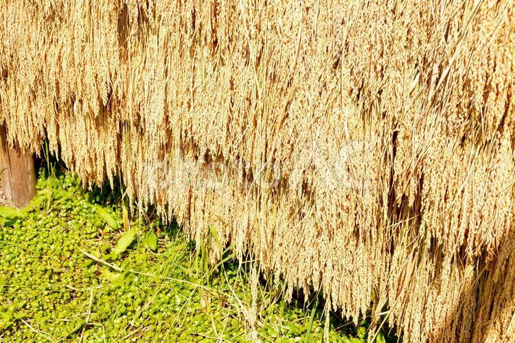 稲　稲木　稲穂 秋,収穫,稲の写真素材