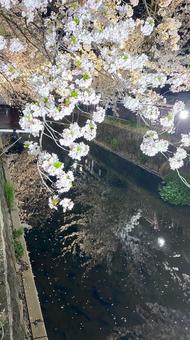 夜桜 夜桜の写真