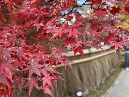 Autumn leaves scenery 1, JPG Autumn leaves scenery 1, JPG