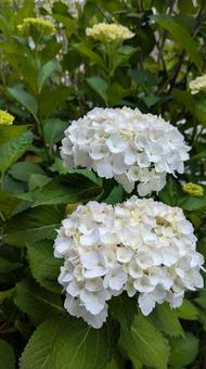6月の花 6月の花 6月,庭,アジサイの写真素材