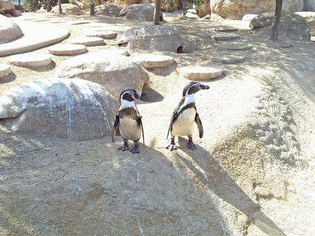 ペンギン 水族館 ペンギン 水族館の写真