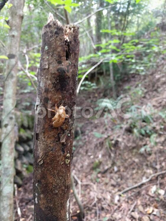 セミの抜け殻 セミの抜け殻の写真素材