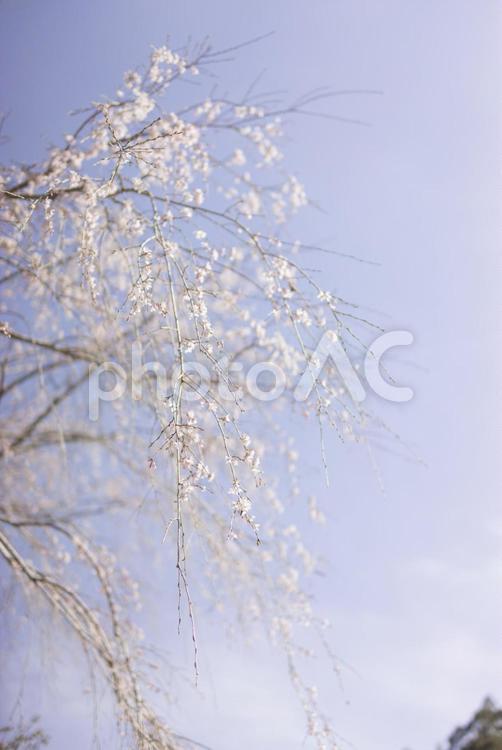 朝日を浴びて幻想的に浮かび上がる枝垂れ桜 枝垂れ桜,桜,春の写真素材