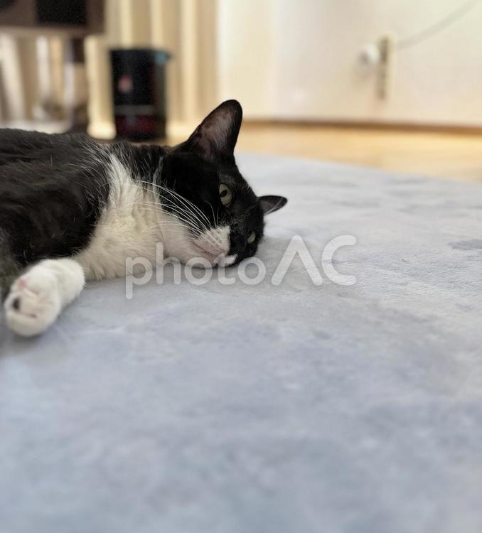 水色のラグに横たわる白黒猫・上半身 横になる.横たわる,ペット,猫の写真素材