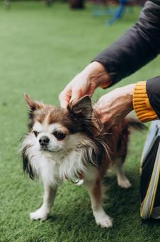 首輪をつける人の手元 チワワ,犬,動物の写真素材