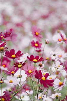 コスモスの写真