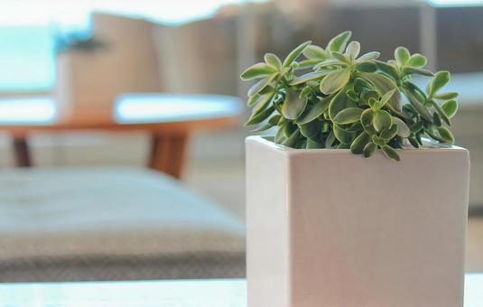 リビングにおいた観葉植物 2 観葉植物,リビング,インテリアの写真素材