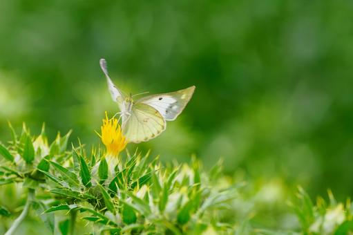 Monad butterfly (28), JPG