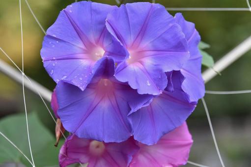 季節はずれのアサガオ 花,アサガオ,朝顔の写真素材