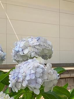 紫陽花_白01の写真