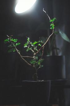 植物の写真