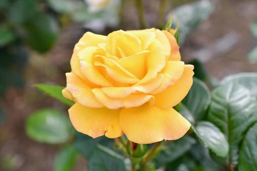 黄色い薔薇の写真