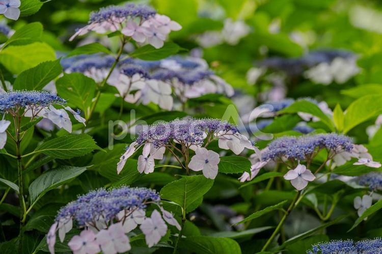 指扇アジサイまつり2025年 アジサイ,紫陽花,花の写真素材