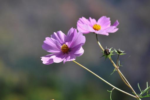 Cosmos, JPG