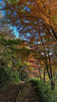 秋の山の紅葉18 紅葉,山,秋の写真素材