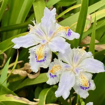 花★シャガ(射干、著莪、胡蝶花)春の妖精 花★シャガ(射干、著莪、胡蝶花)春の妖精の写真