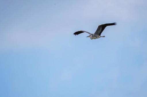 アオサギの飛翔⒅の写真