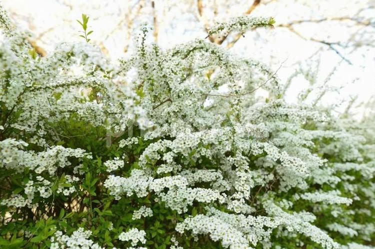 ユキヤナギと桜 ソメイヨシノ,桜,花の写真素材