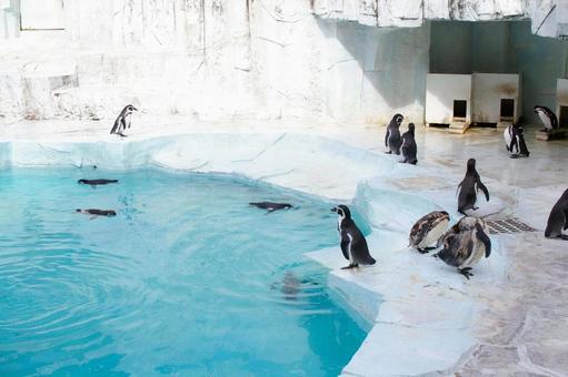 ペンギンの水遊び ペンギンの水遊びの写真