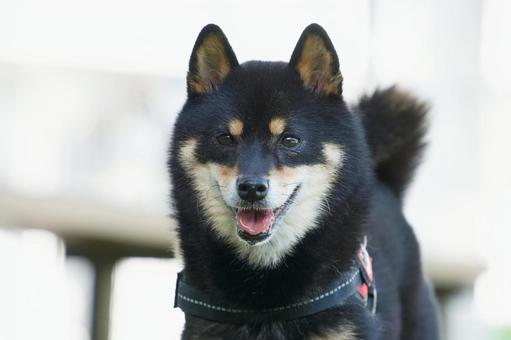 ワンコの顔(柴犬・豆柴) ワンコの顔(柴犬・豆柴) 犬,柴犬,豆柴の写真素材
