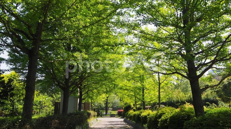 初夏の都会の憩い・新緑の木場公園・東京都 初夏,木場公園,新緑の写真素材