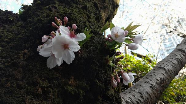 桜の木 桜の木の写真