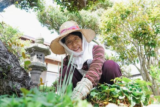 収穫をする高齢者 60代,産直,有機栽培の写真素材
