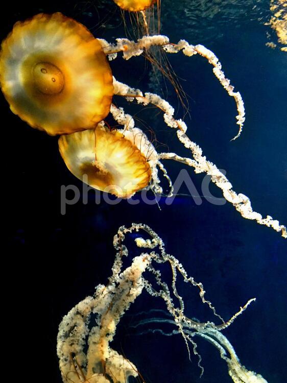江ノ島水族館のくらげ水槽 くらげ,クラゲ,海月の写真素材