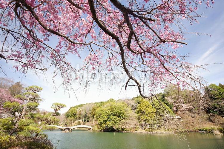 枝垂桜-189 桜,シダレザクラ,ヤエベニシダレの写真素材