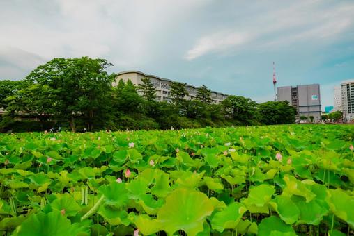 【秋田】千秋公園 蓮の花 2025 【秋田】千秋公園 蓮の花 2025 秋田,千秋公園,公園の写真素材