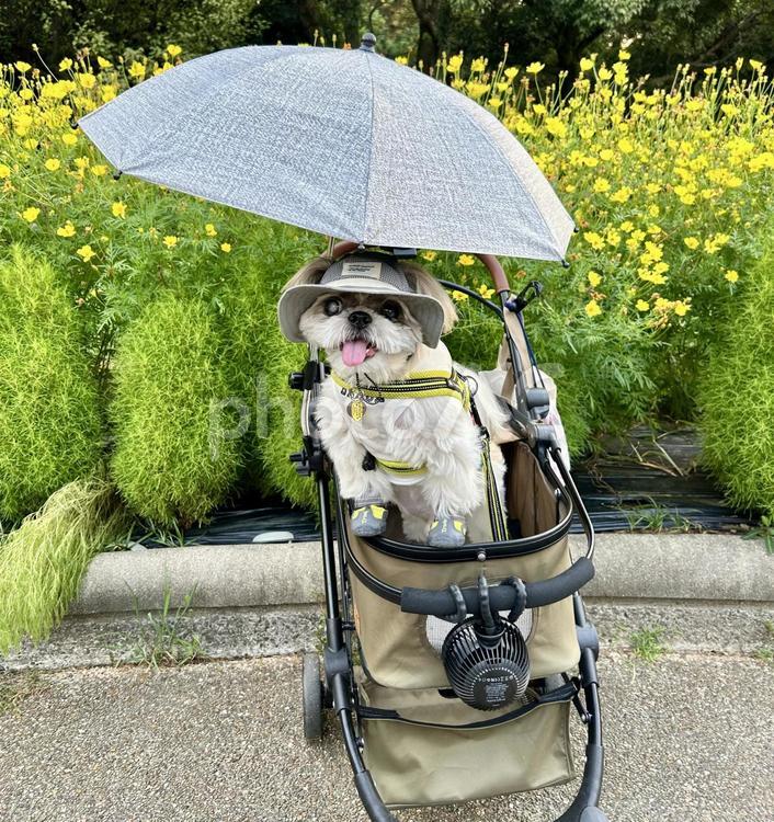 完全武装の夏仕様カートと愛犬 愛犬,シーズー,ペットの写真素材