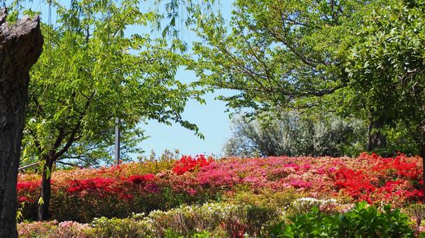 Nagisa Park in Spring: Azaleas and Fresh Greenery (Edogawa Ward), JPG