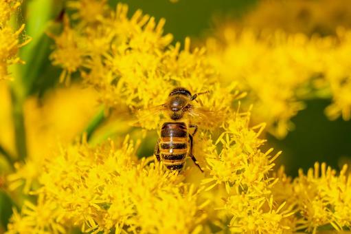 ミツバチとセイタカアワダチソウ⑻ ミツバチとセイタカアワダチソウ⑻の写真