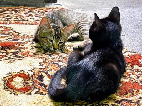 お腹いっぱいで眠くなる子猫 お腹いっぱいで眠くなる子猫 ノラ猫,サバトラ猫,黒猫の写真素材