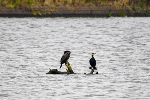 カワウ⑺の写真